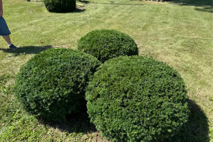 hedge trimming before-after